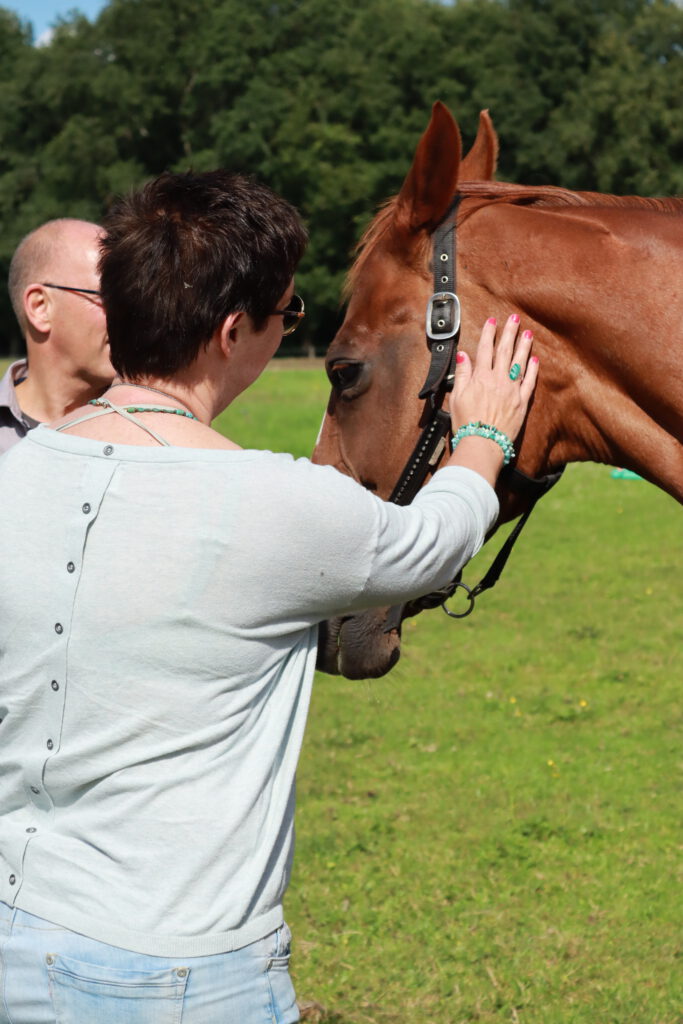 opstelling met paarden image