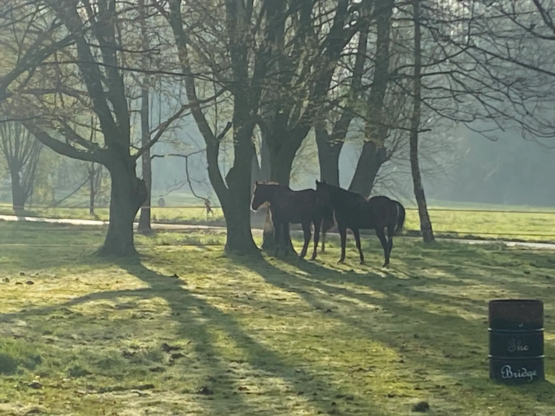 paarden tijdens de workshop is er leven na de dood