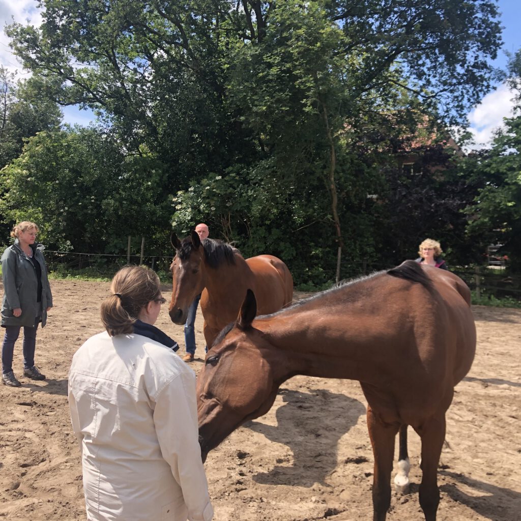 communcatie met dieren vanuit de 5e dimensie workshops